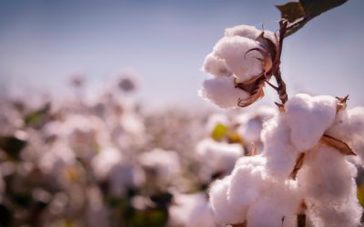 Cotton – The Slow Fashion Take: Is it Sustainable?