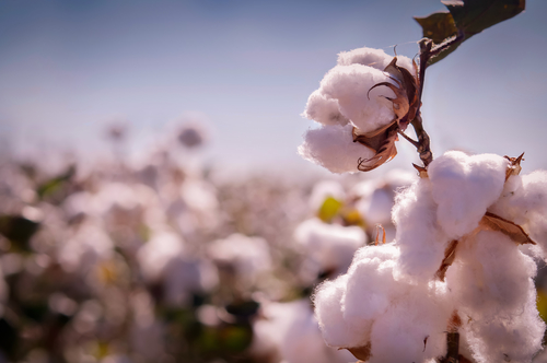 Cotton – The Slow Fashion Take: Is it Sustainable?