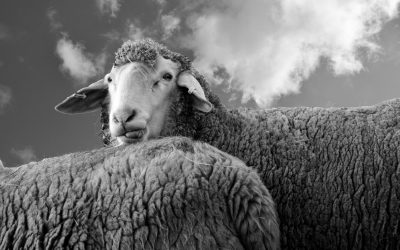 Wool – The Slow Fashion Take: Is it Sustainable?